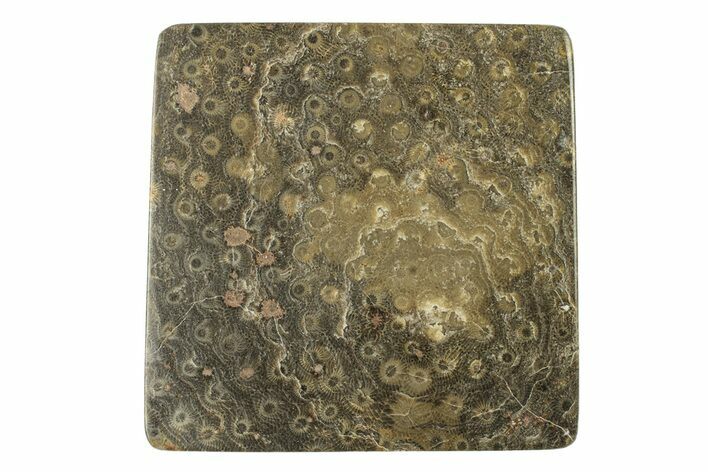 Polished Fossil Rugose Coral Slab - Morocco #276203